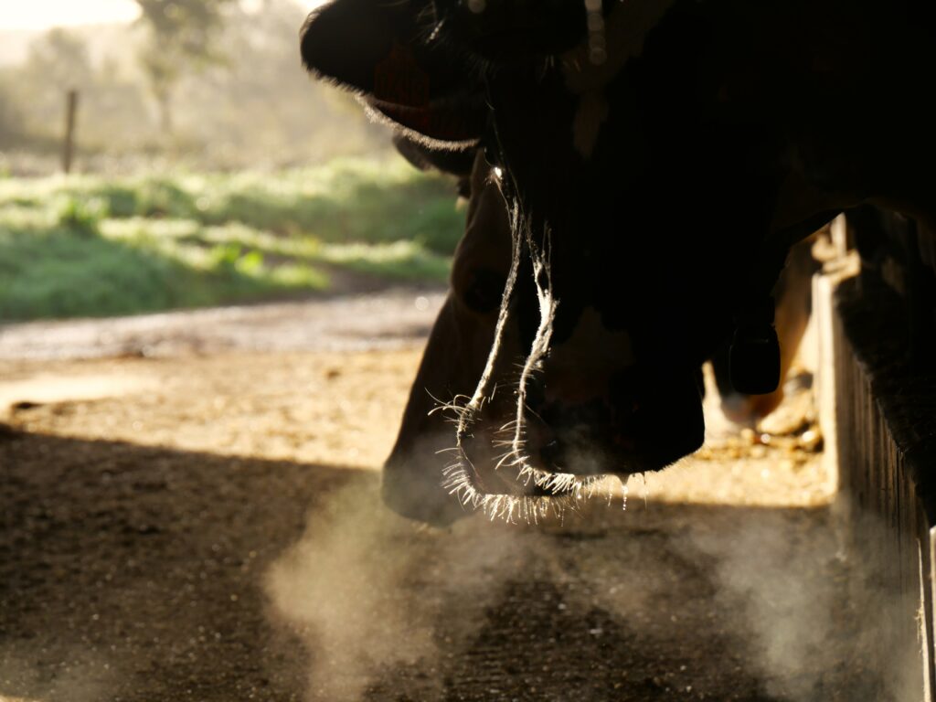 buée respiration vache